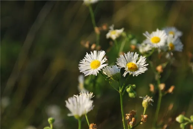 $1,100,000 | 0 Cr 371 N/a Bosworth Mo 64623 N/a, Bosworth, MO 64623