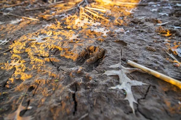 $950,000 | 0 Cr 371 N/a Bosworth Mo 64623 N/a, Bosworth, MO 64623