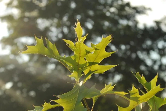 $1,100,000 | 0 Cr 371 N/a Bosworth Mo 64623 N/a, Bosworth, MO 64623