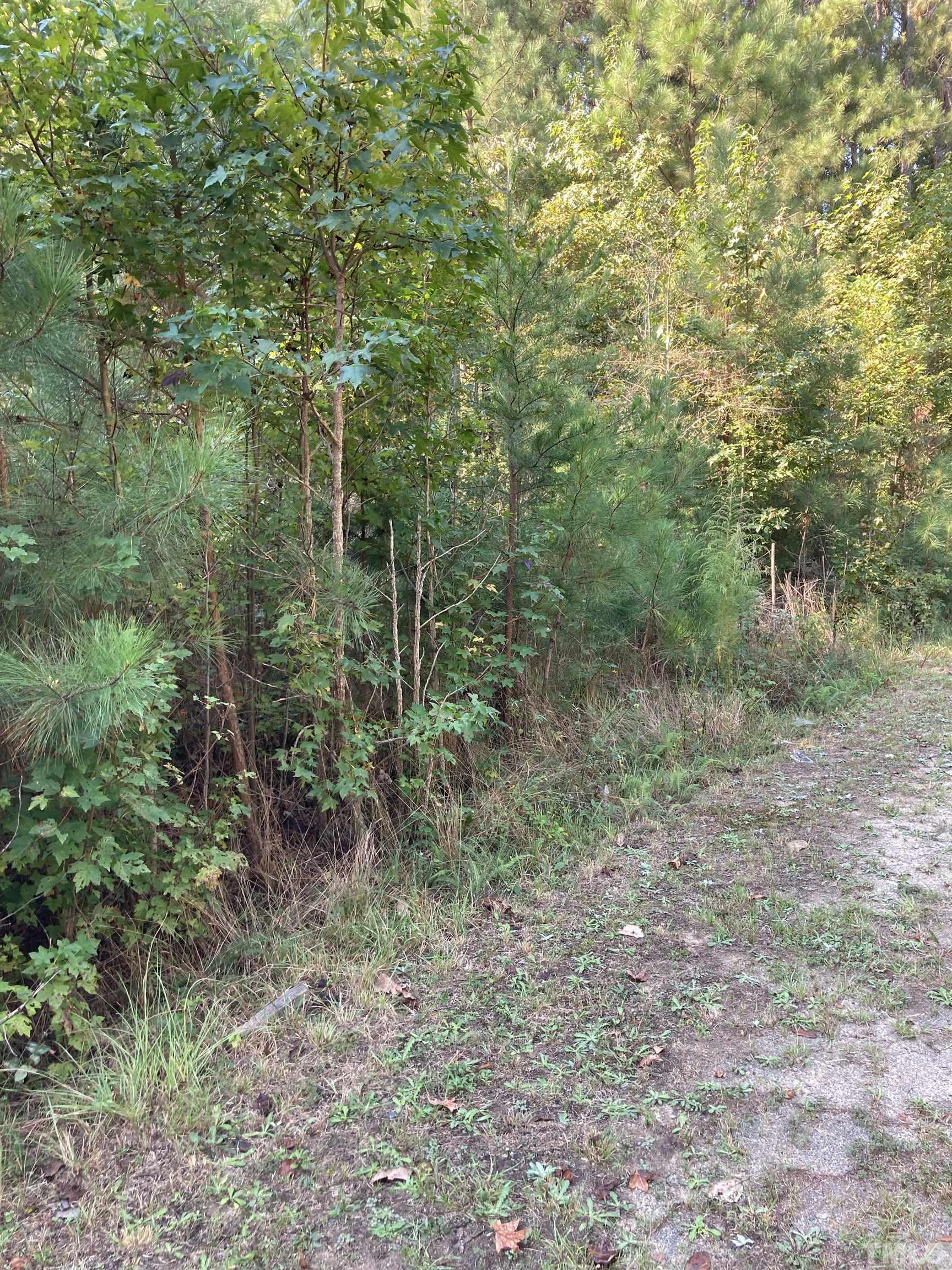 3148 Walters Road Creedmoor, NC 27522 - Photo 2 of 5 a view of a forest that has a tree