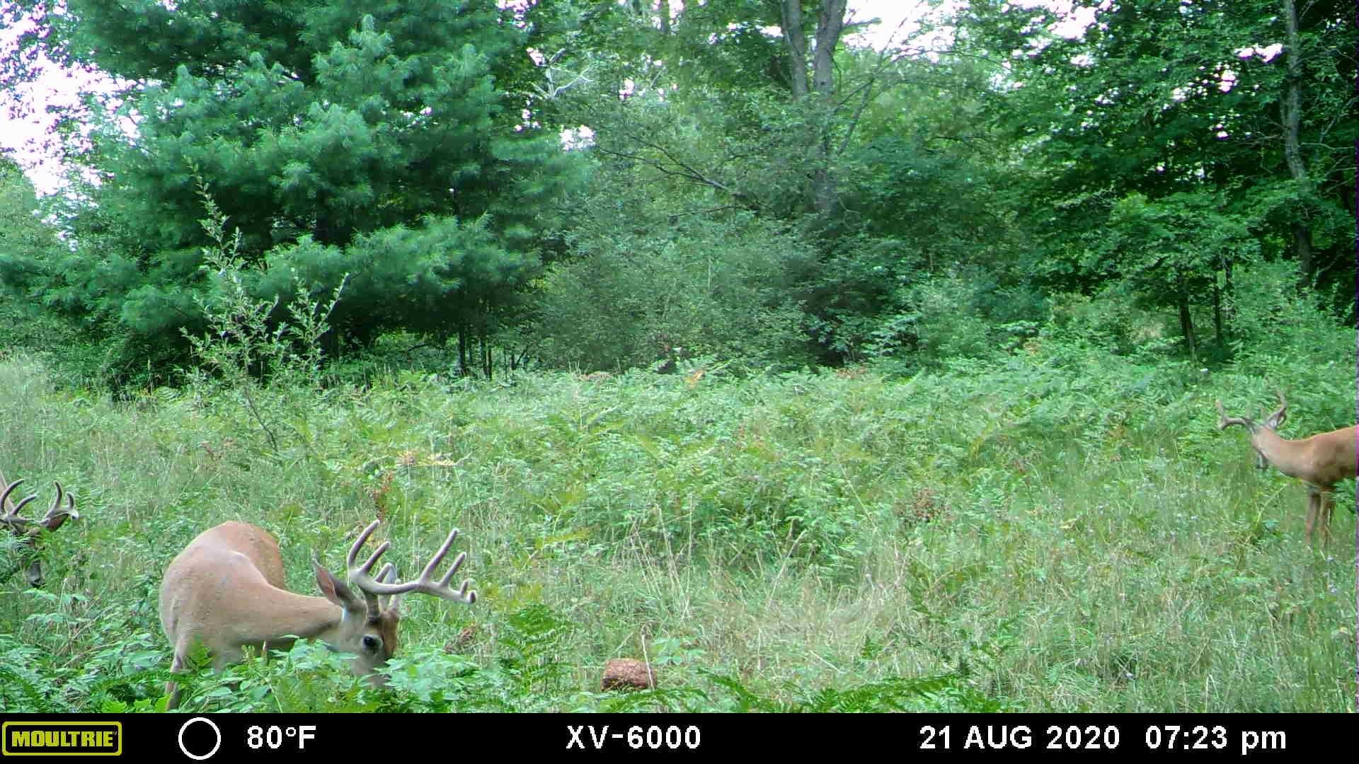 0 Plum Valley Road Northwest Alden, MI 49612 - Photo 5 of 18