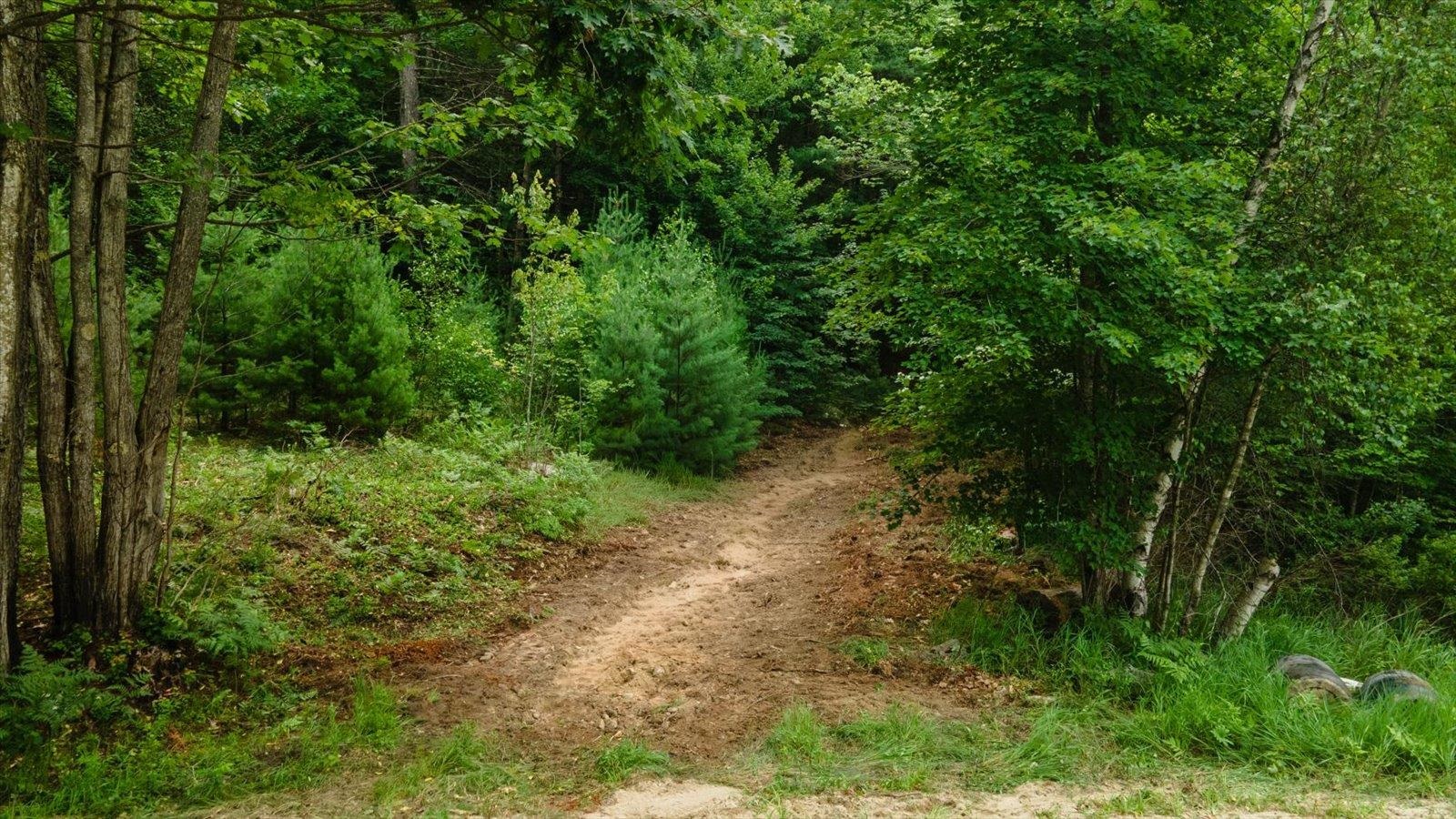 Lot 0 Pine Road New Ipswich, NH 03071 - Photo 2 of 15 Gallery Image 2