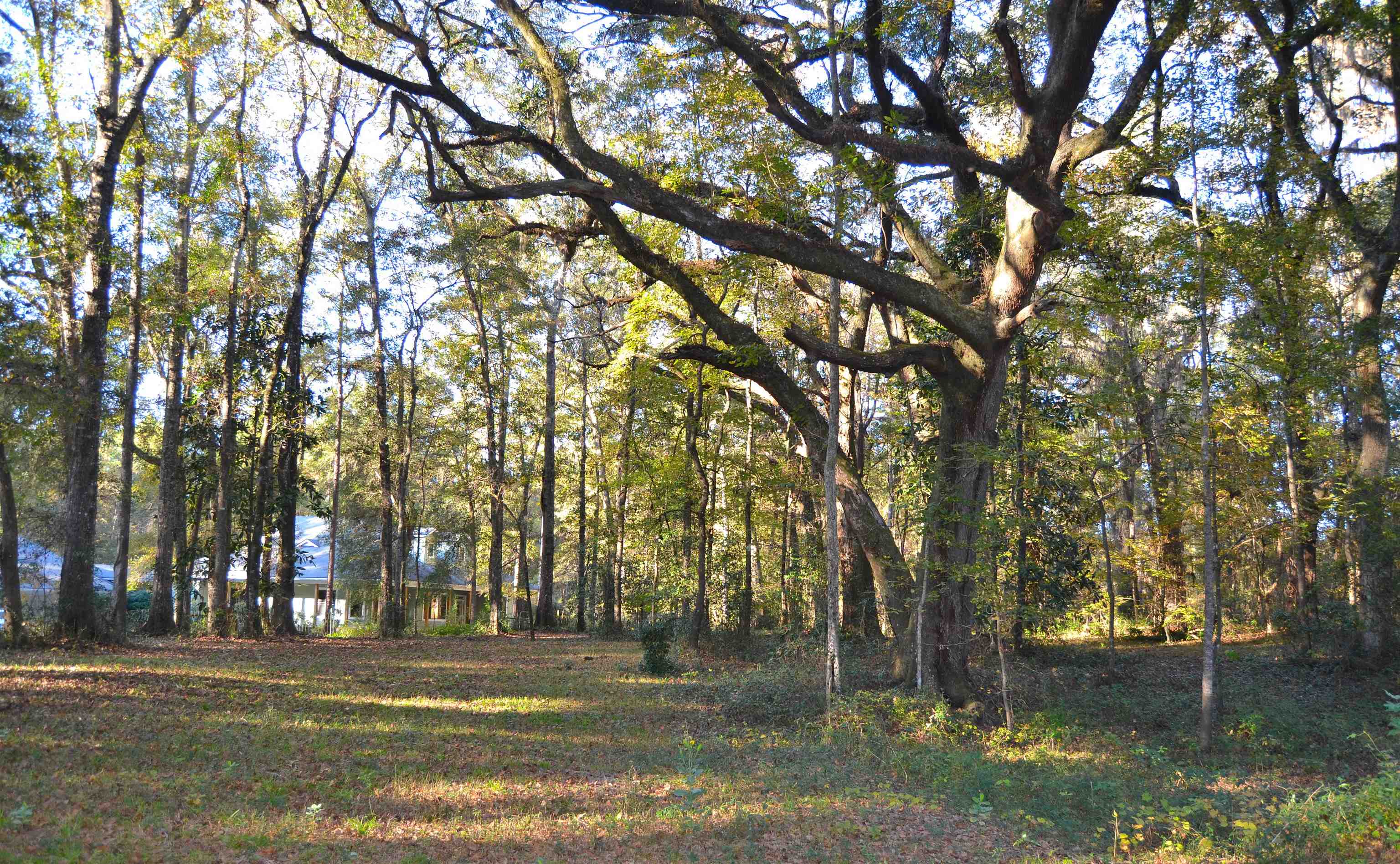 1317 Ridge Road Monticello, FL 32344 - Photo 3 of 33 Gallery Image 3