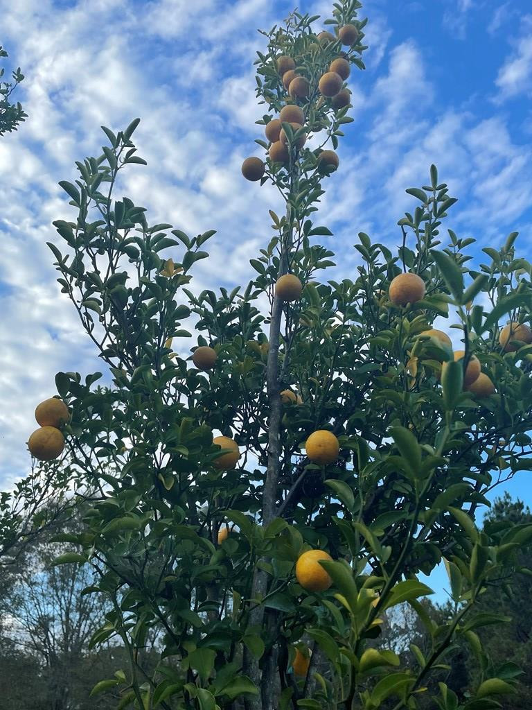 561 Stump Town Road Silver Creek, MS 39663 - Photo 20 of 21 Satsumas!!