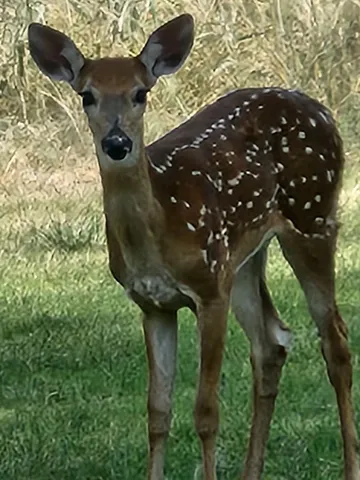 $875,000 | 98 South Lakeshore Drive, Ransom Canyon, TX 79366