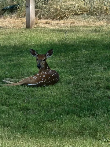 $875,000 | 98 South Lakeshore Drive, Ransom Canyon, TX 79366
