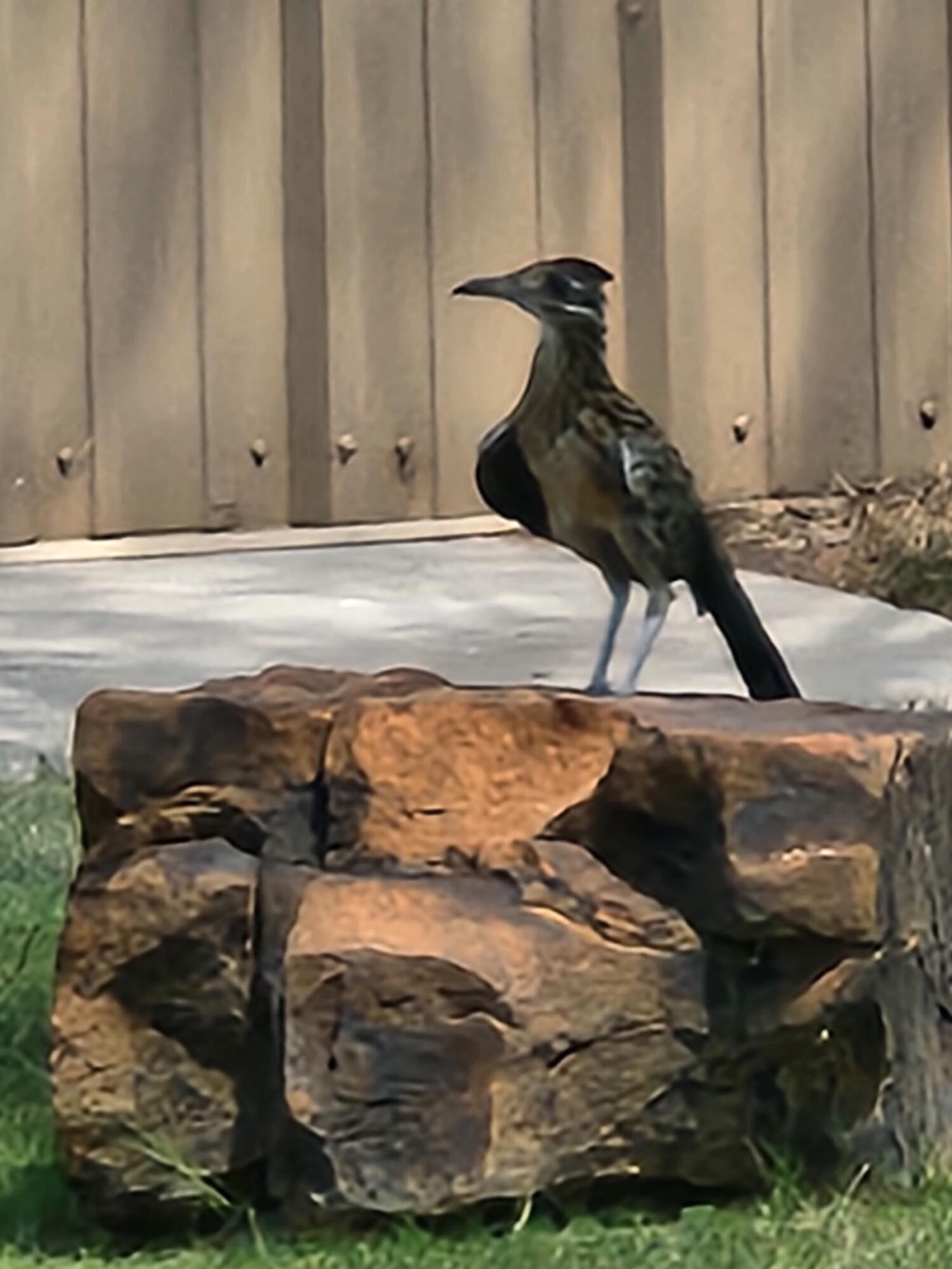 98 South Lakeshore Drive Ransom Canyon, TX 79366 - Photo 73 of 99 3275488692038350813