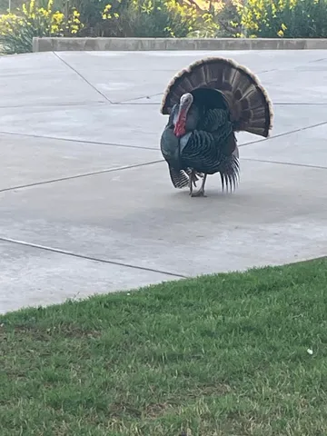 $875,000 | 98 South Lakeshore Drive, Ransom Canyon, TX 79366