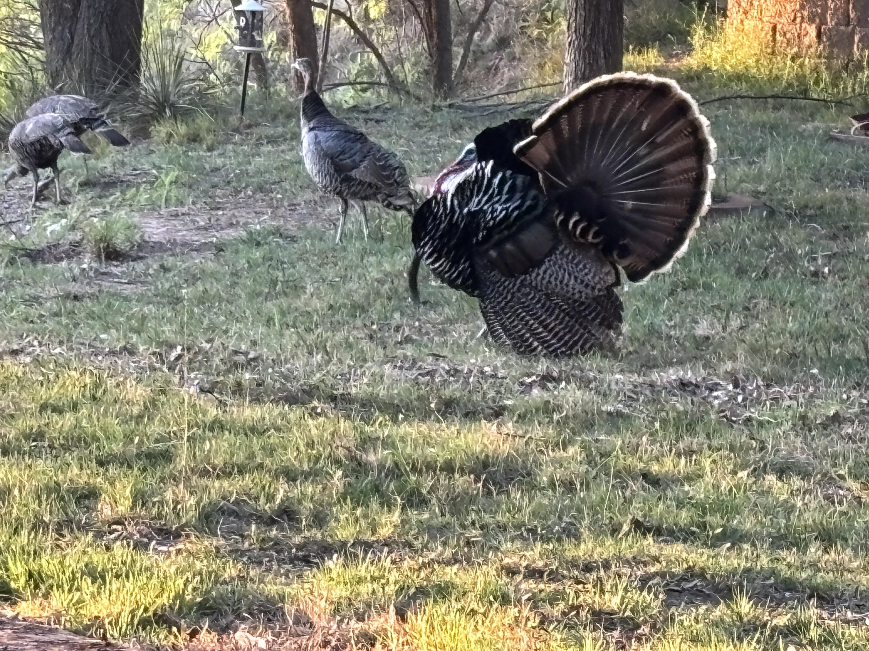 98 South Lakeshore Drive Ransom Canyon, TX 79366 - Photo 75 of 99 IMG_2664