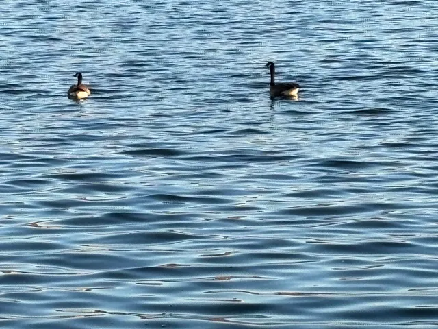 $875,000 | 98 South Lakeshore Drive, Ransom Canyon, TX 79366