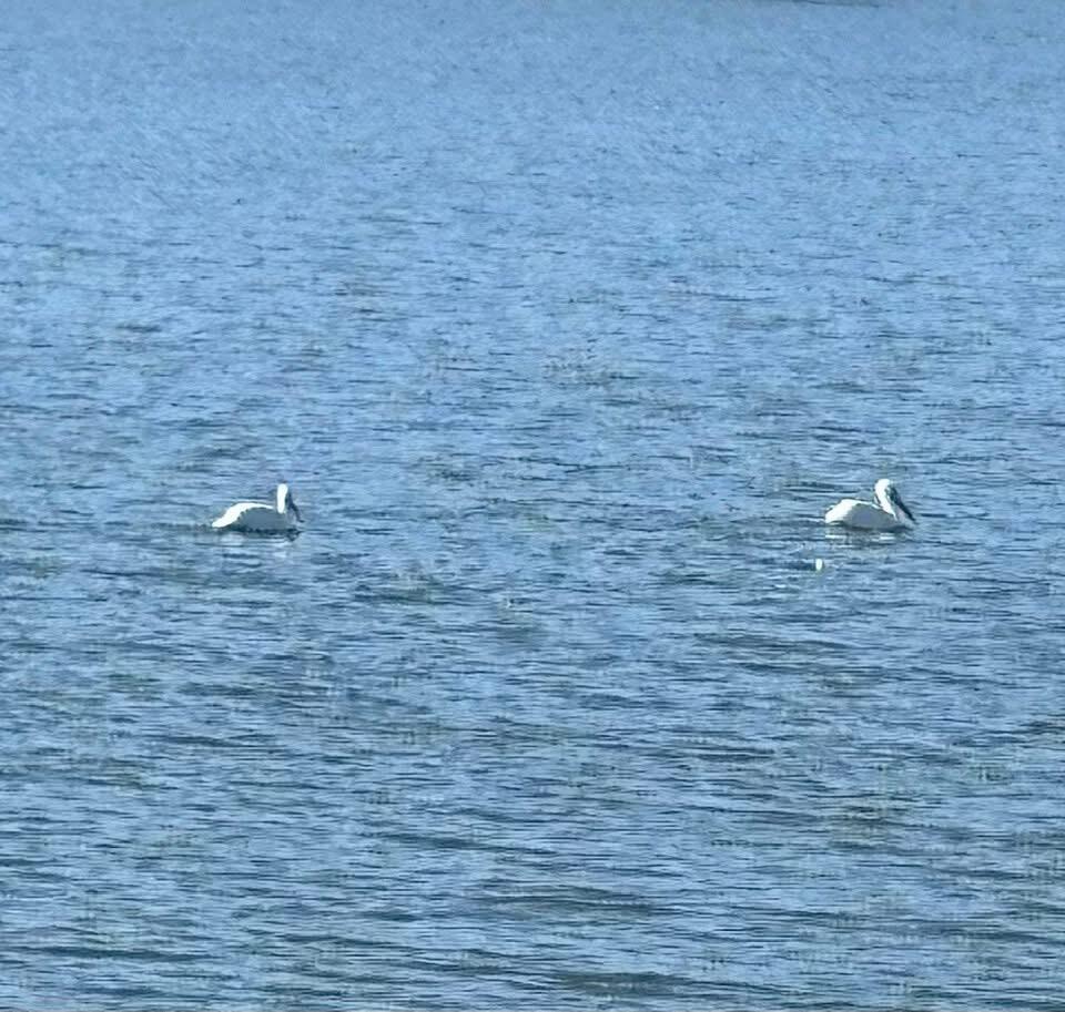 98 South Lakeshore Drive Ransom Canyon, TX 79366 - Photo 91 of 99 a bathroom with a shower