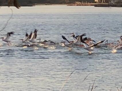 98 South Lakeshore Drive Ransom Canyon, TX 79366 - Photo 92 of 99 IMG_4154