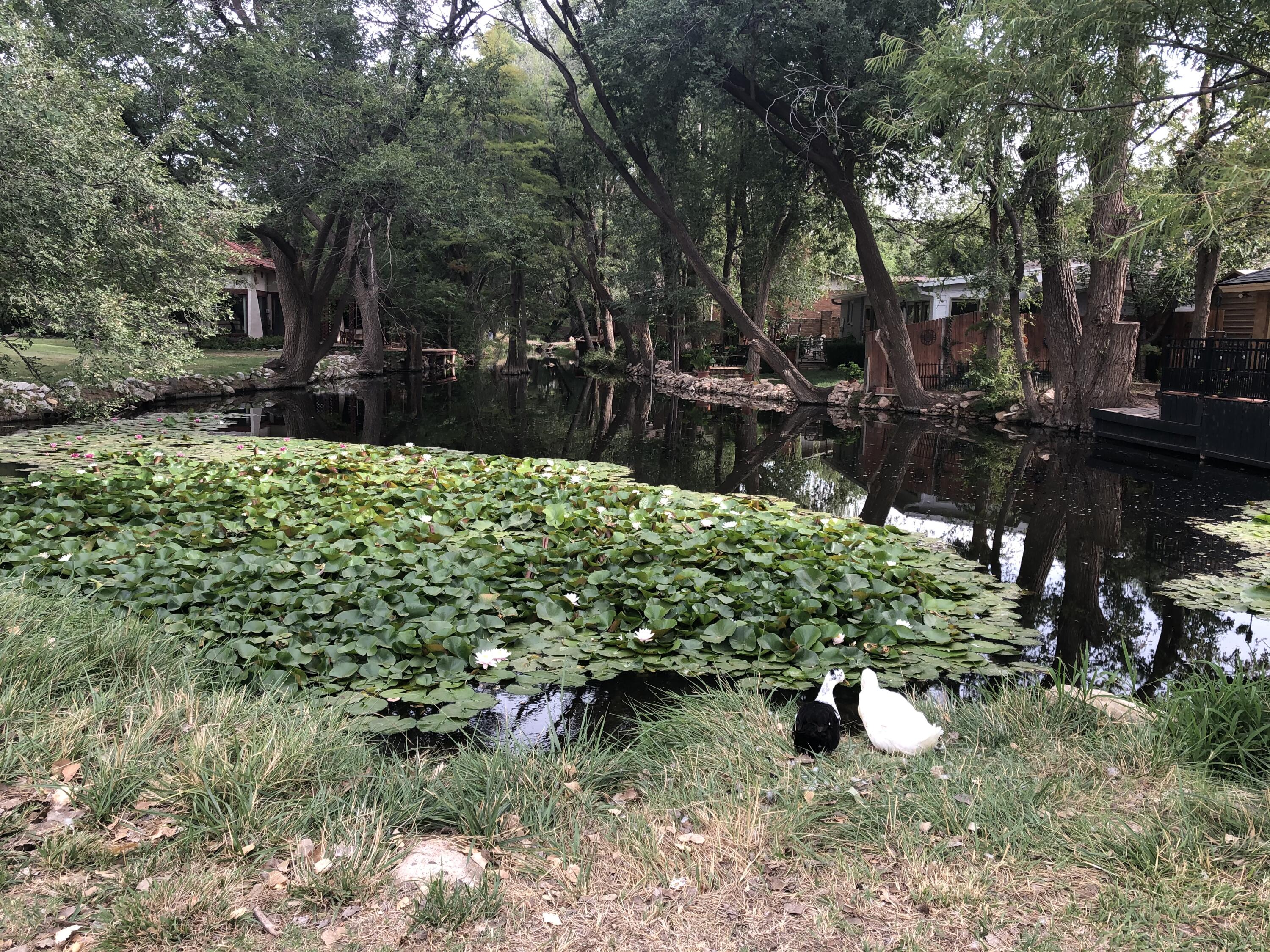 98 South Lakeshore Drive Ransom Canyon, TX 79366 - Photo 94 of 99 a view of a backyard of a house with a fountain