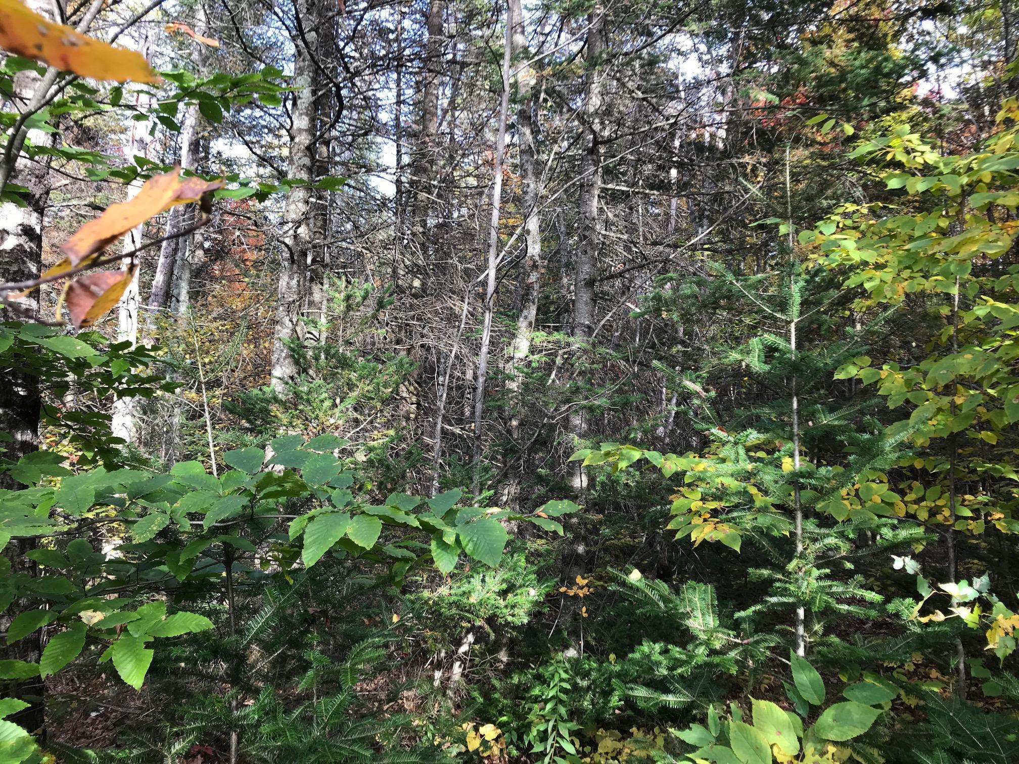 9 High Cut Road Garland, ME 04939 - Photo 5 of 7 20191015005724865523000000-o