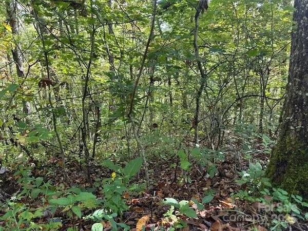 a view of a lush green forest