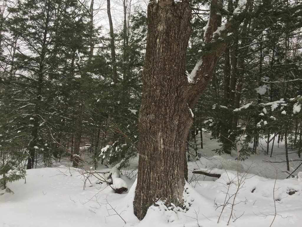 Bridgewater Hill Road Bristol, NH 03222 - Photo 4 of 13 Gallery Image 4