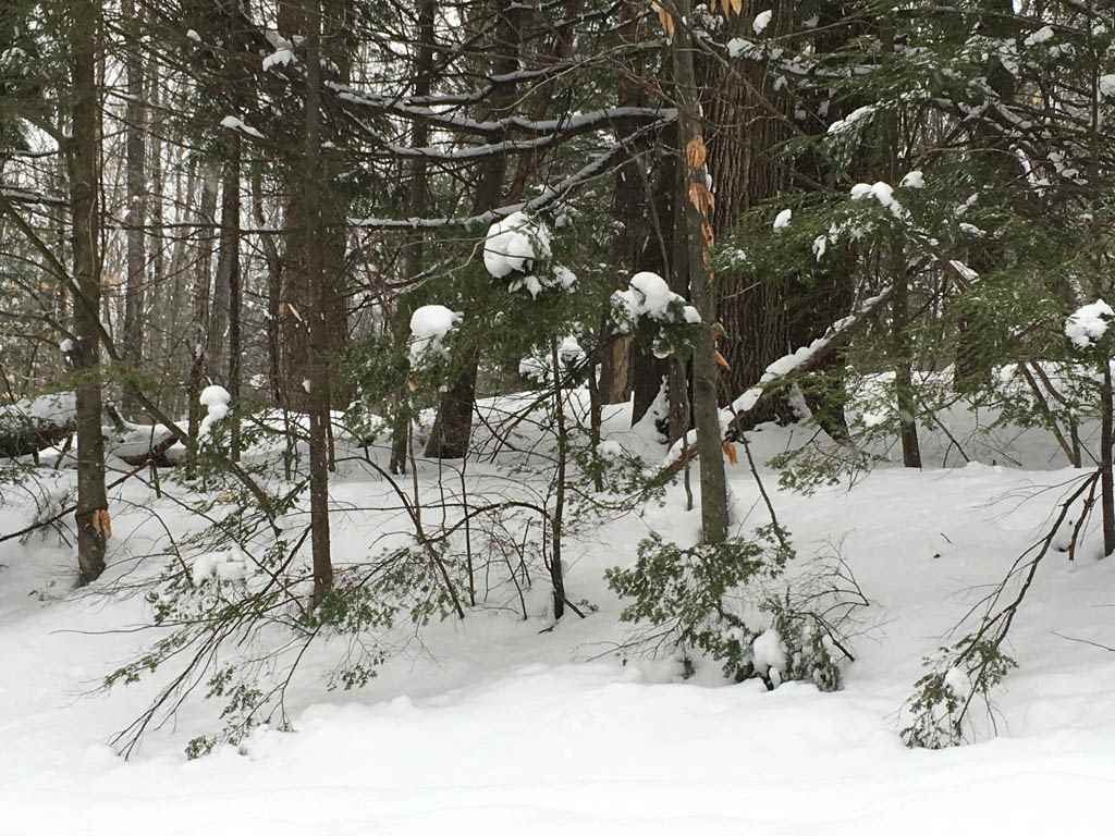 Bridgewater Hill Road Bristol, NH 03222 - Photo 6 of 13 Gallery Image 6
