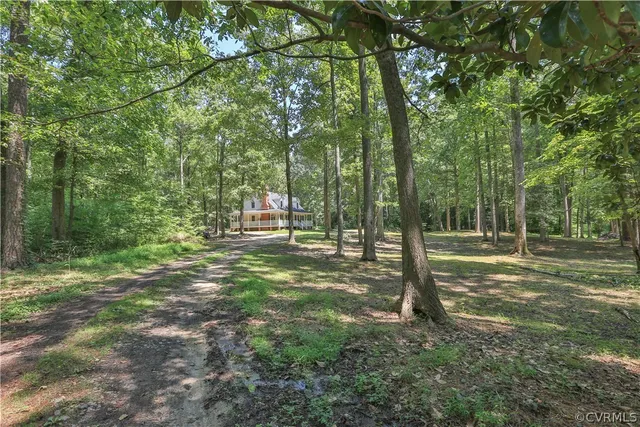 a view of a tree in a yard