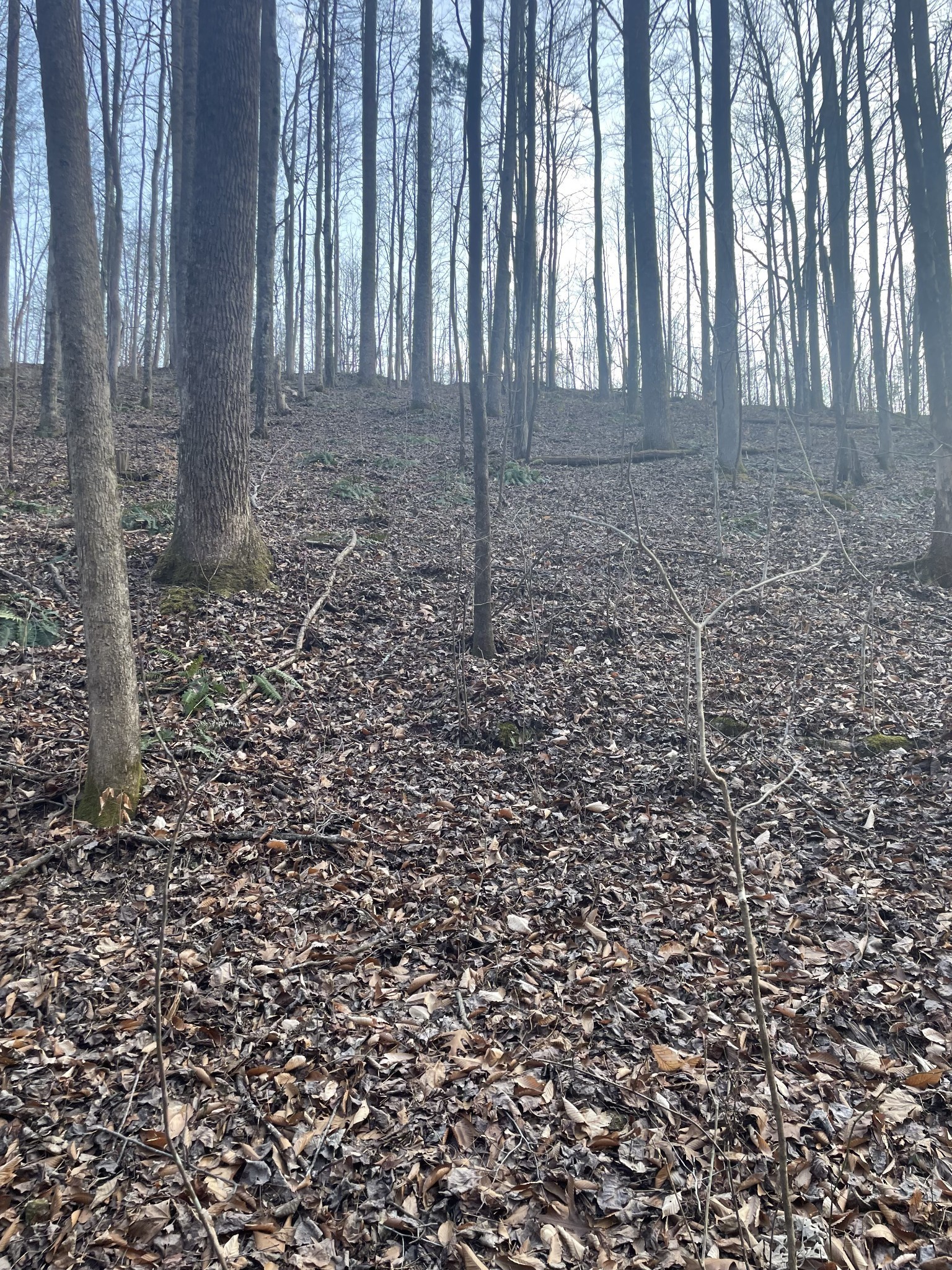 0 Sugar Tree Knob Road Liberty, TN 37095 - Photo 12 of 14 a view of a backyard