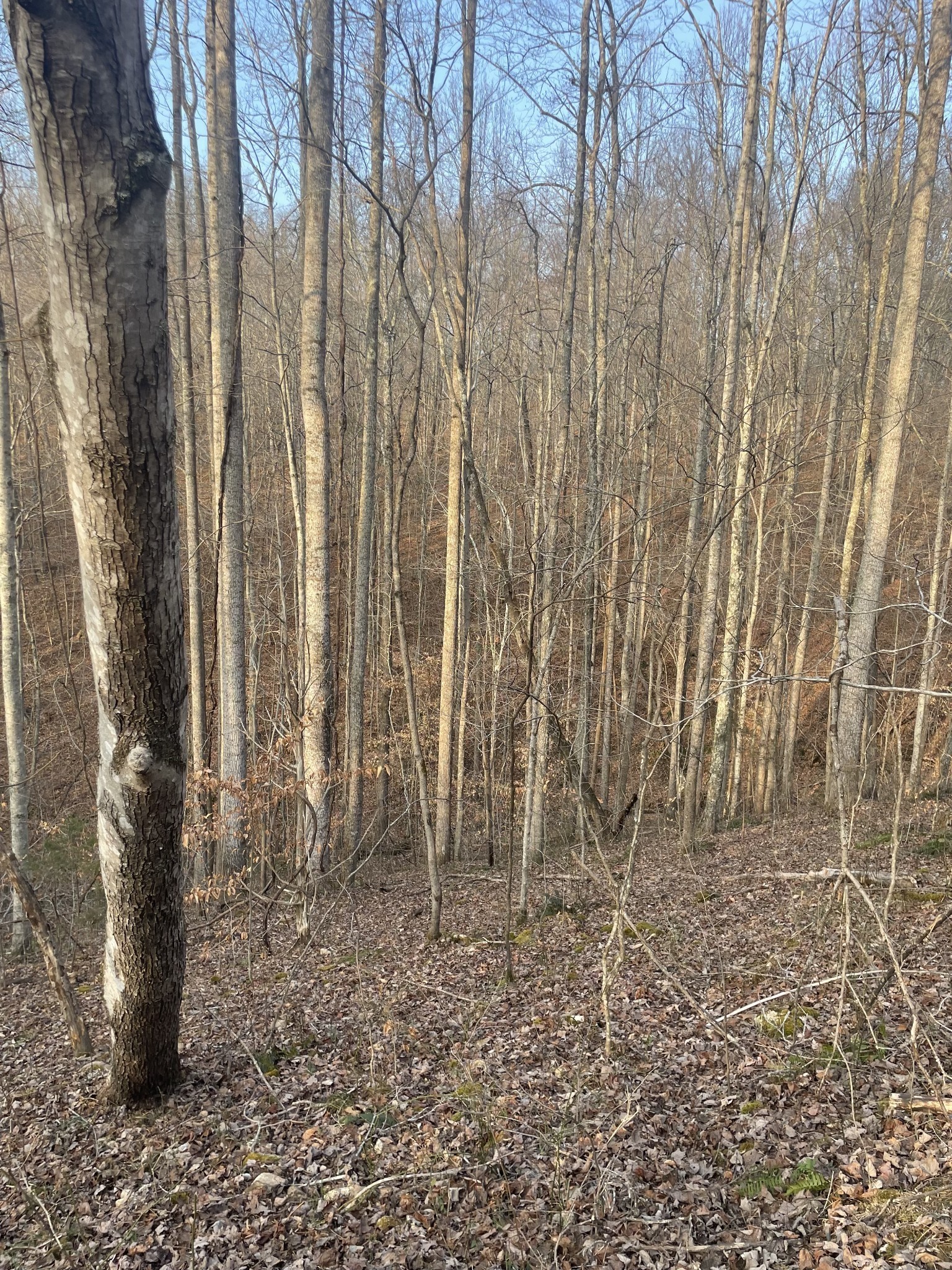 0 Sugar Tree Knob Road Liberty, TN 37095 - Photo 9 of 14 a view of wooden floor