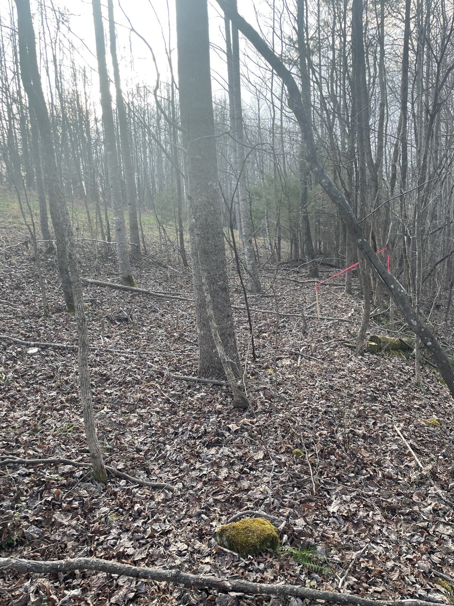 0 Sugar Tree Knob Road Liberty, TN 37095 - Photo 10 of 14 a view of a dry yard with trees and bushes