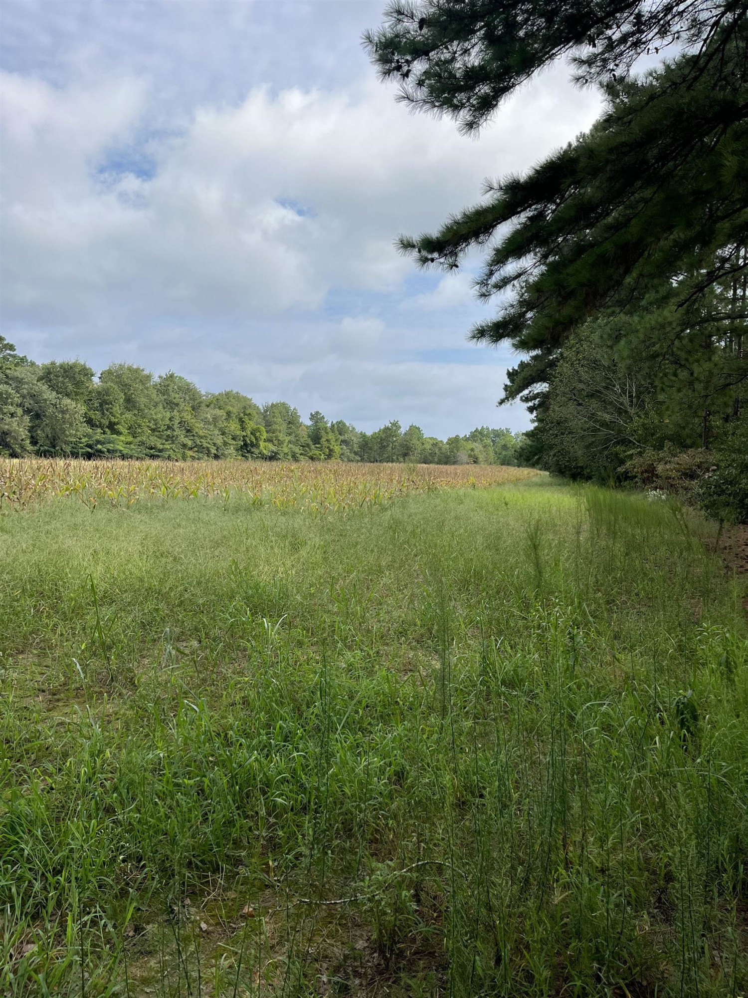 Tbd Blues Bridge Road Hoffman, NC 28347 - Photo 24 of 26 Photo 24