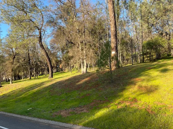 a view of yard with trees