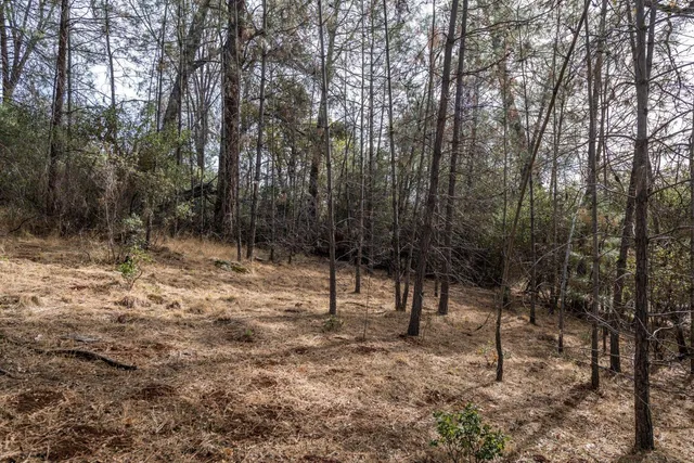 a view of outdoor space with lots of trees