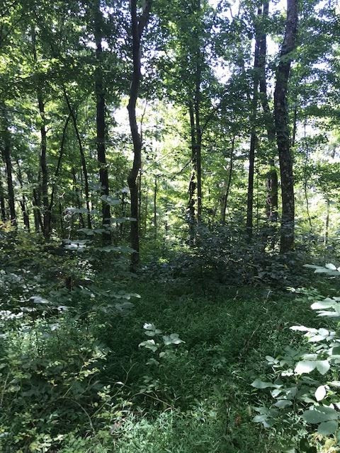 158-acres Eagle Tunnel Road Dry Ridge, KY 41035 - Photo 17 of 22 Gallery Image 17