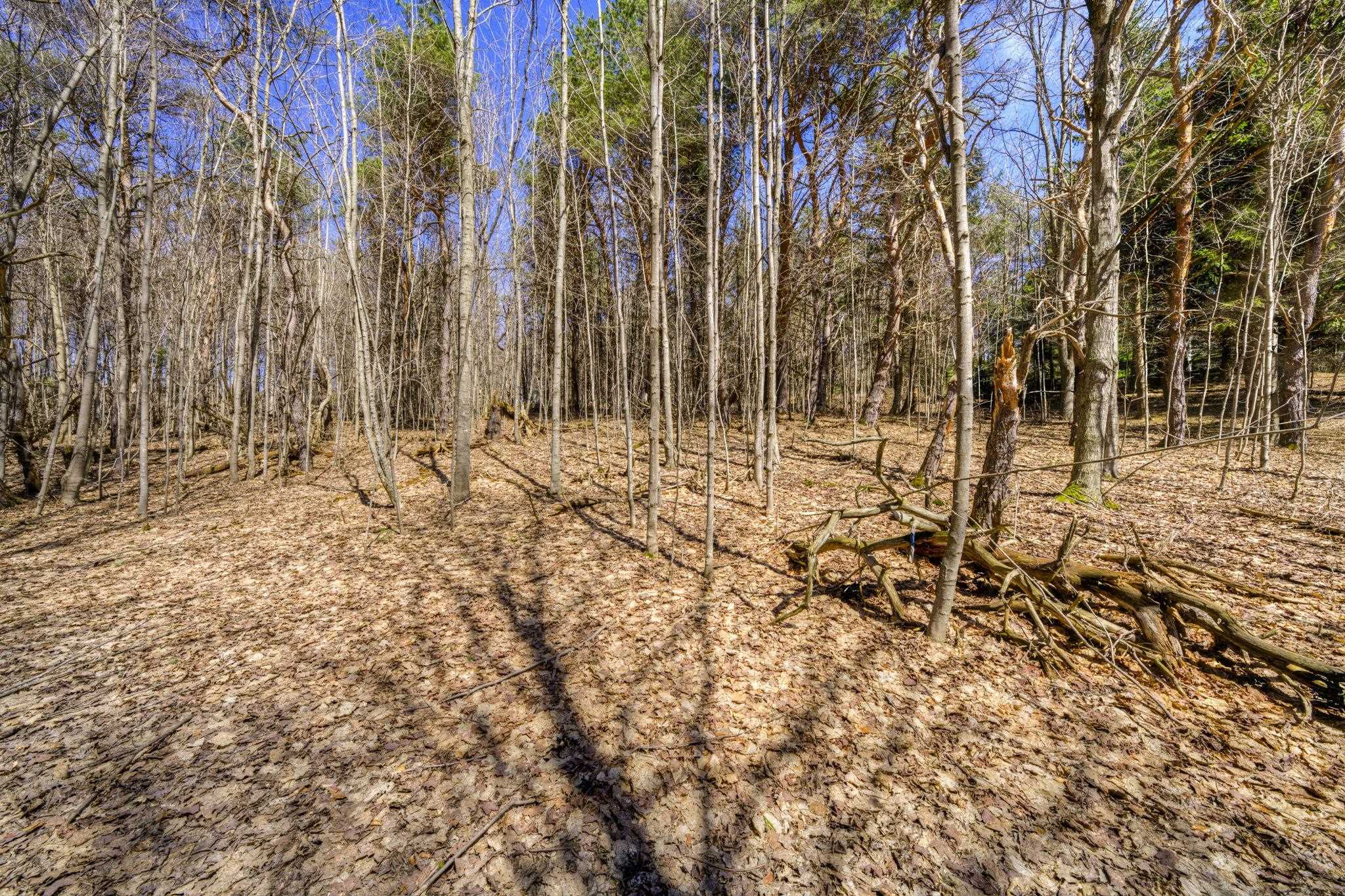 Parcel B East Bodus Road Cedar, MI 49621 - Photo 8 of 10