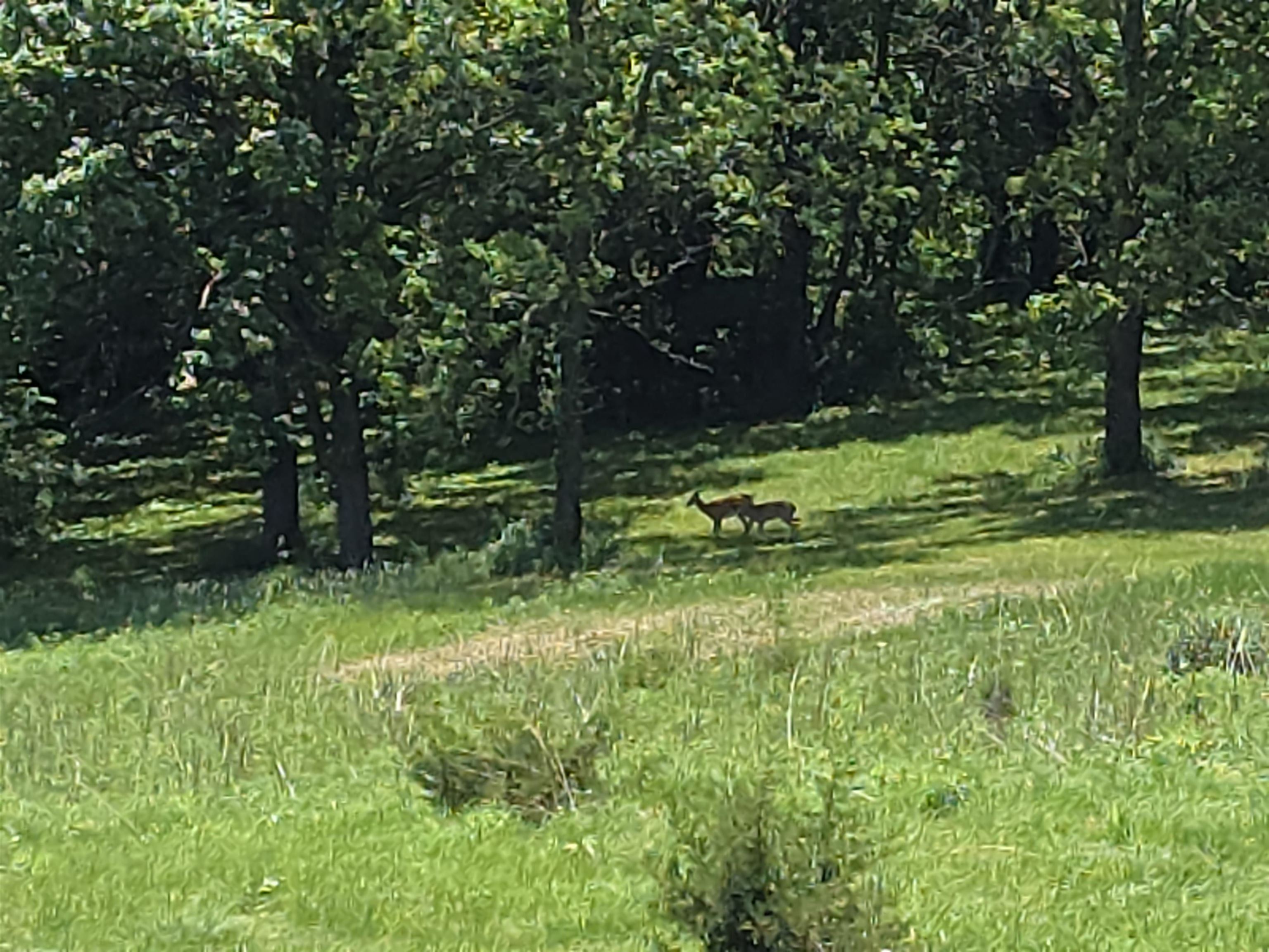 431 East Stadel Road Scales Mound, IL 61075 - Photo 8 of 49