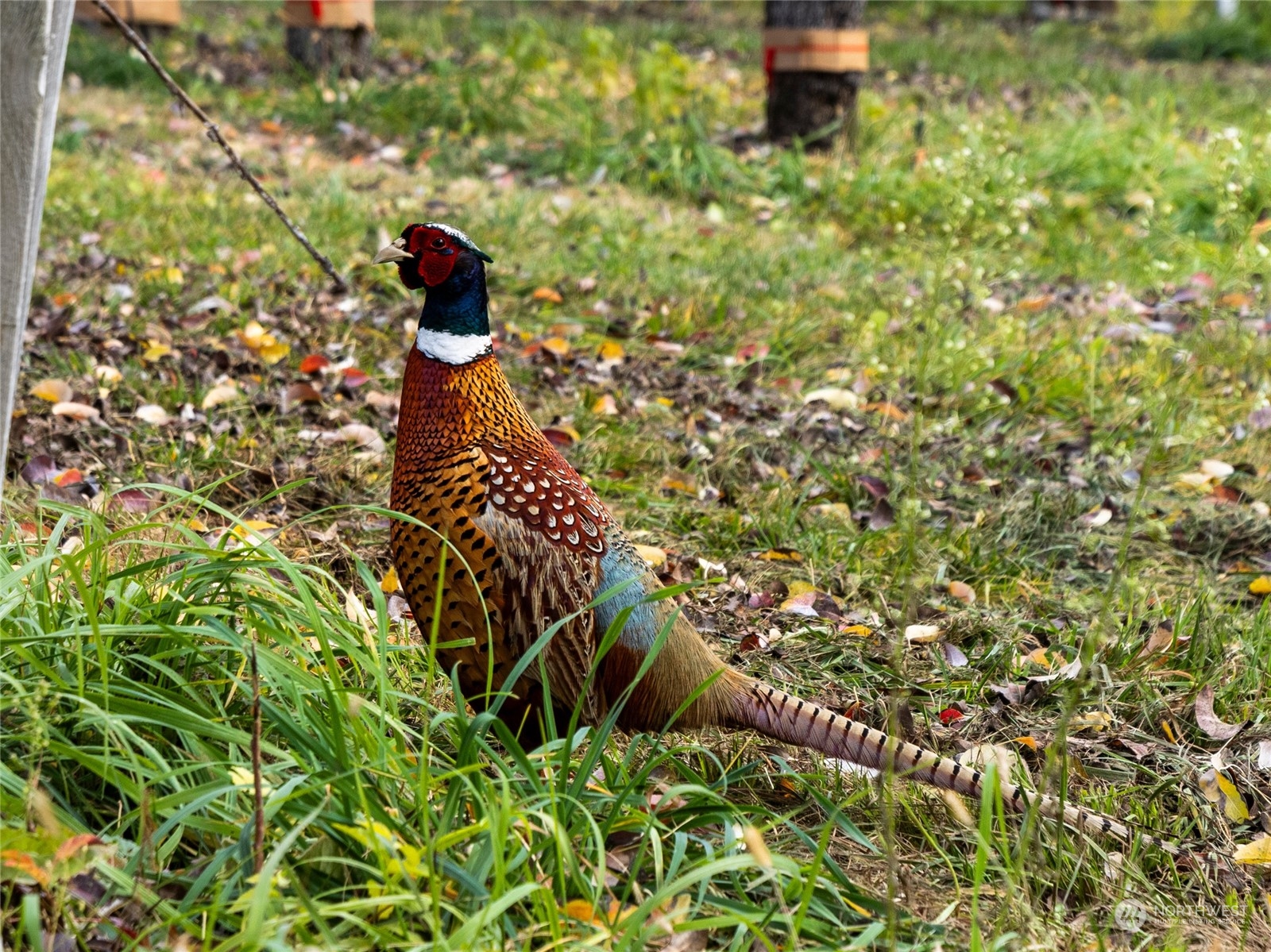 3710 Stayman Flats Road Chelan, WA 98816 - Photo 12 of 40