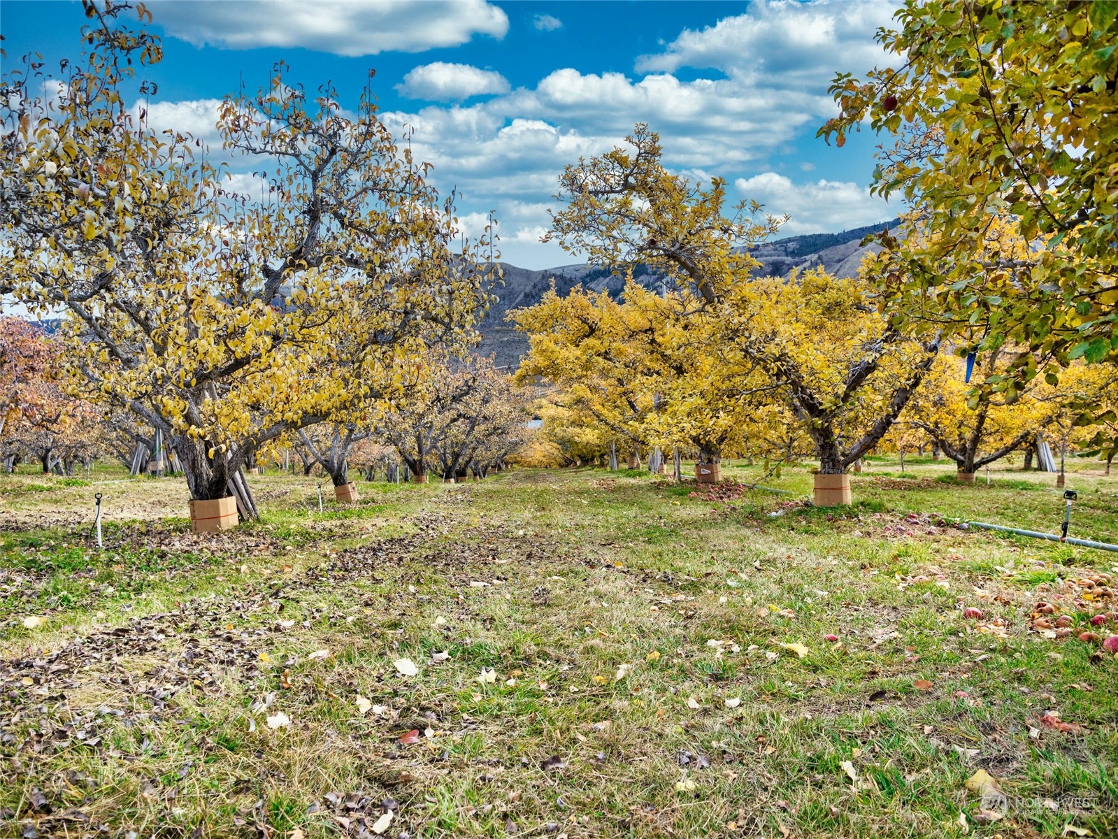3710 Stayman Flats Road Chelan, WA 98816 - Photo 13 of 40 a view of yard with tree