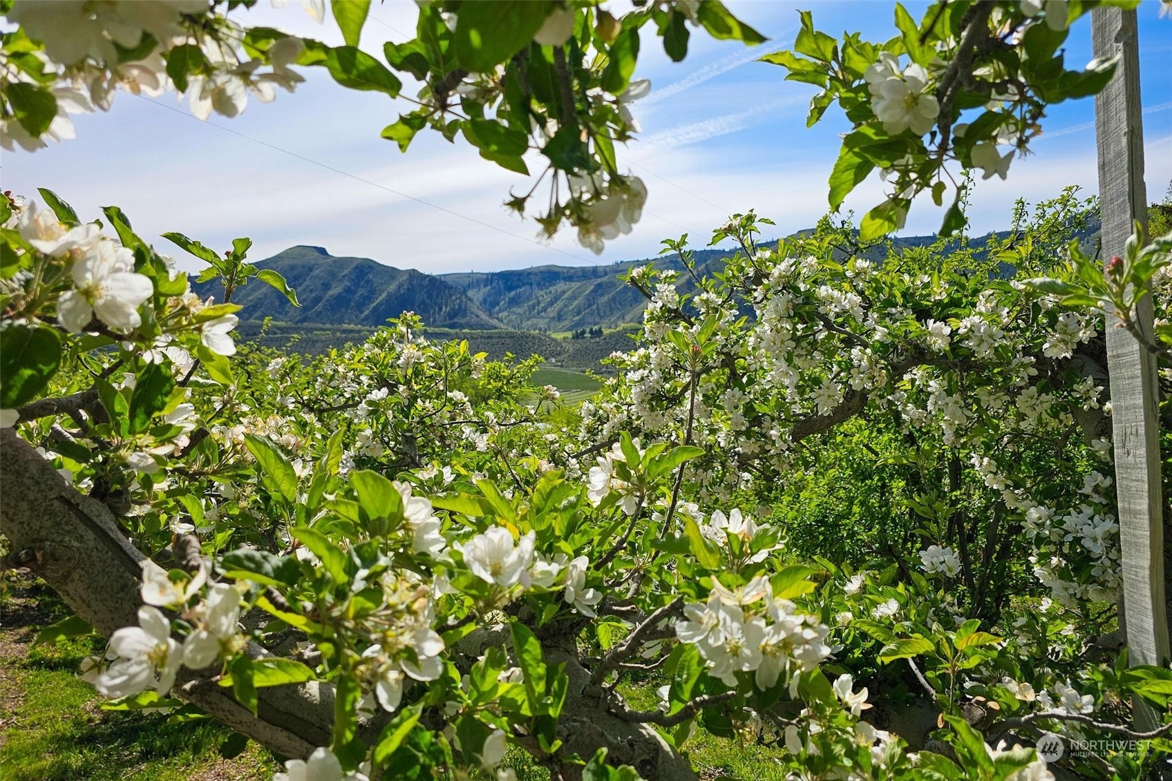 3710 Stayman Flats Road Chelan, WA 98816 - Photo 18 of 40 a view of a tree in a garden