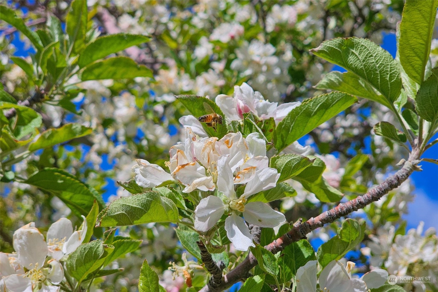 3710 Stayman Flats Road Chelan, WA 98816 - Photo 23 of 40 a view of flowers