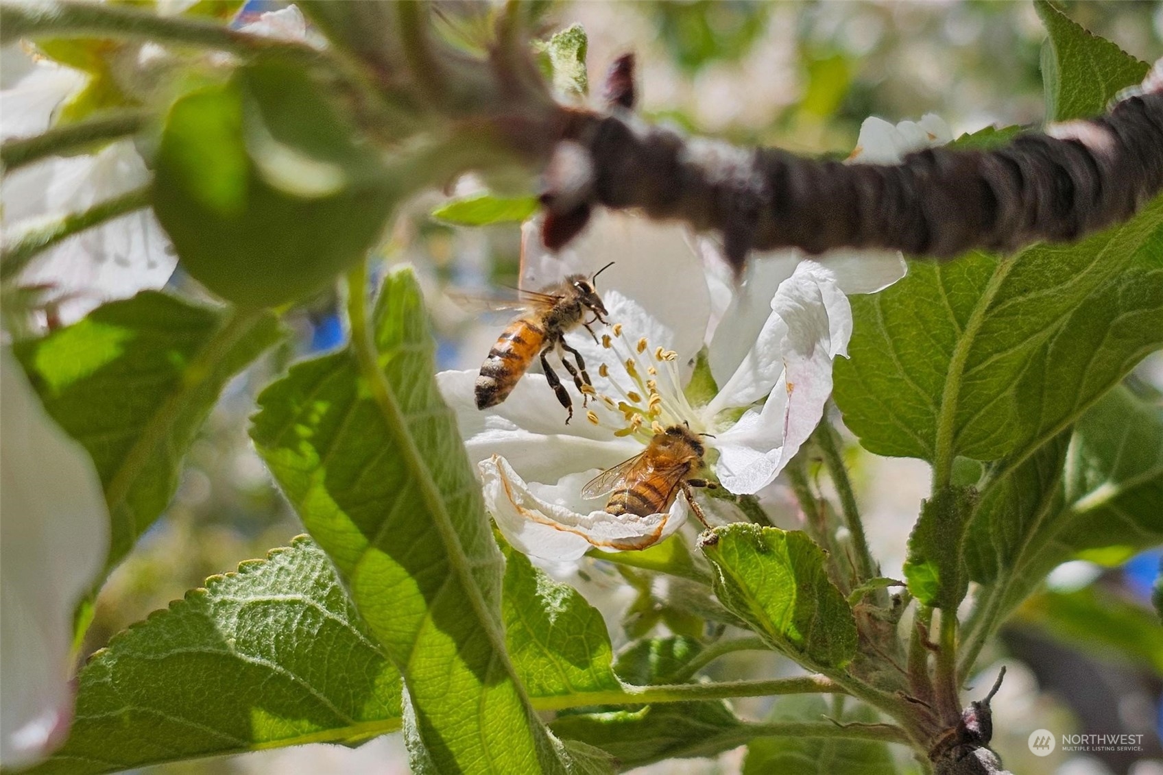 3710 Stayman Flats Road Chelan, WA 98816 - Photo 24 of 40 a view of a flower in a garden