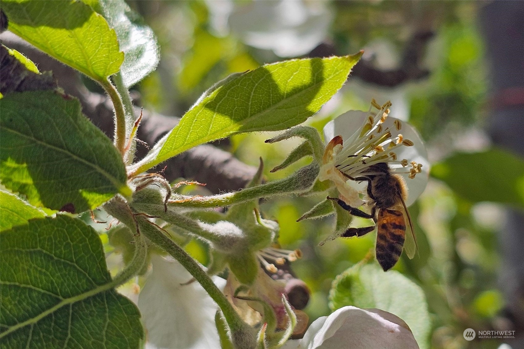 3710 Stayman Flats Road Chelan, WA 98816 - Photo 25 of 40 a view of banana tree