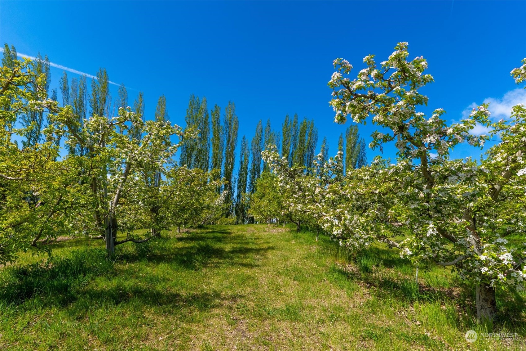 3710 Stayman Flats Road Chelan, WA 98816 - Photo 33 of 40 a view of a flower in a garden