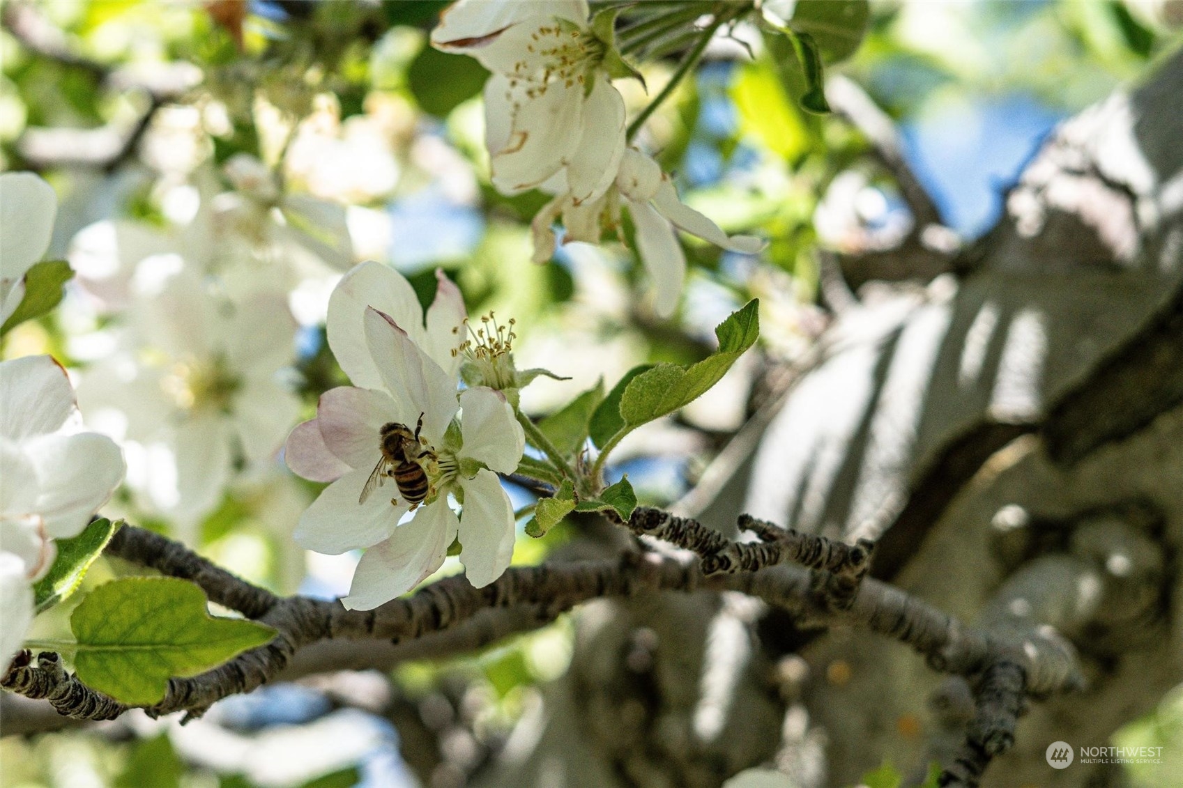 3710 Stayman Flats Road Chelan, WA 98816 - Photo 34 of 40 a view of a flower