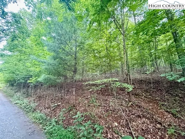 a view of a forest filled with trees
