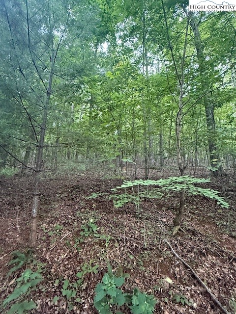 Lot 29 Winter Street Jefferson, NC 28640 - Photo 13 of 13 a view of a forest filled with trees