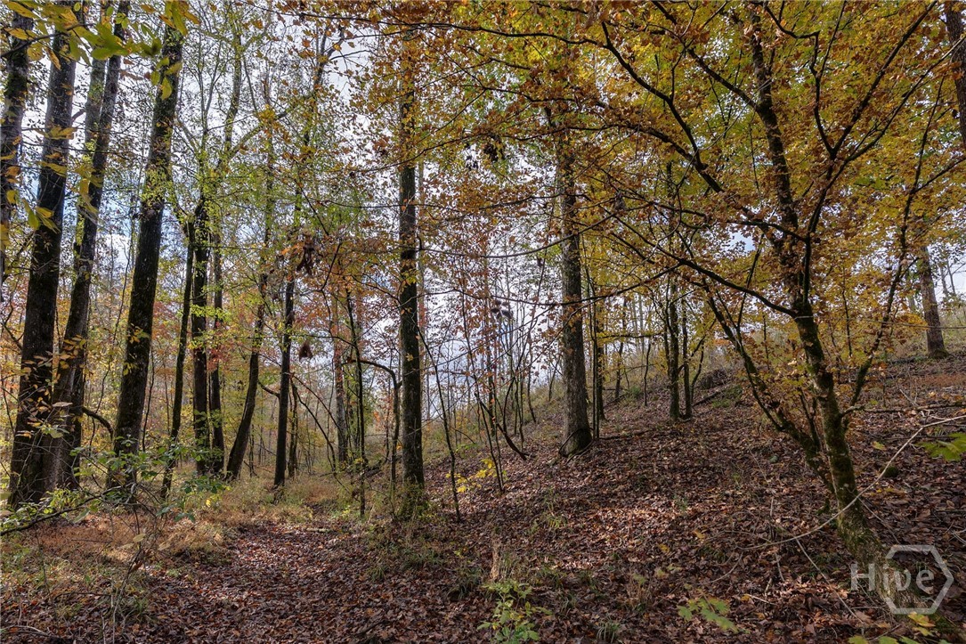 0 New Hope Vesta Road Carlton, GA 30627 - Photo 9 of 28