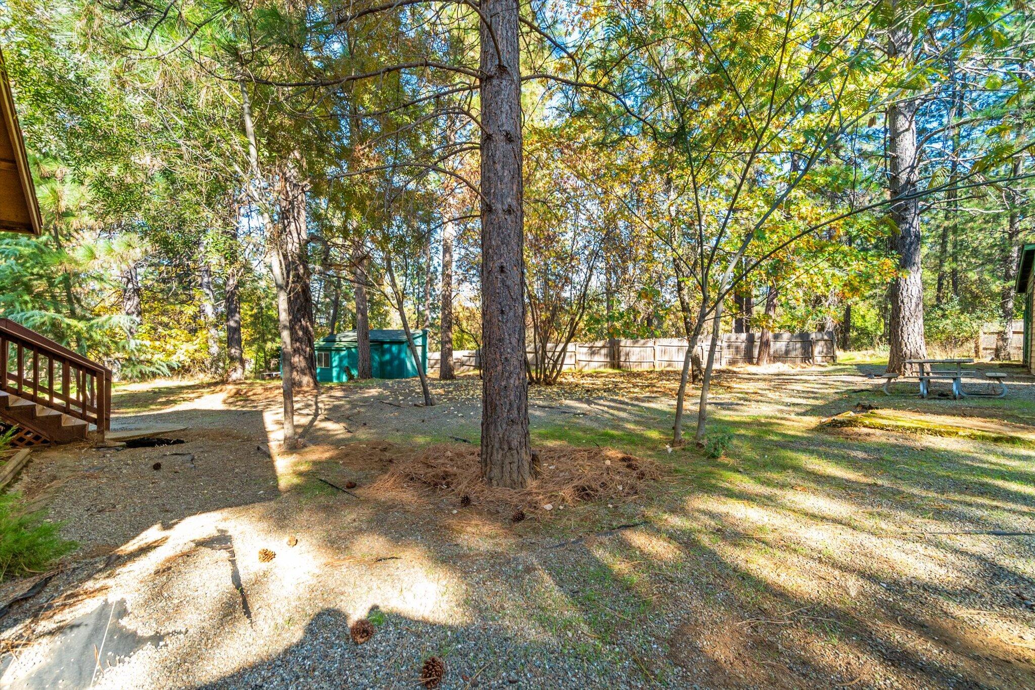 28449 Whippoorwill Circle Shingletown, CA 96088 - Photo 38 of 47 a view of yard with tree
