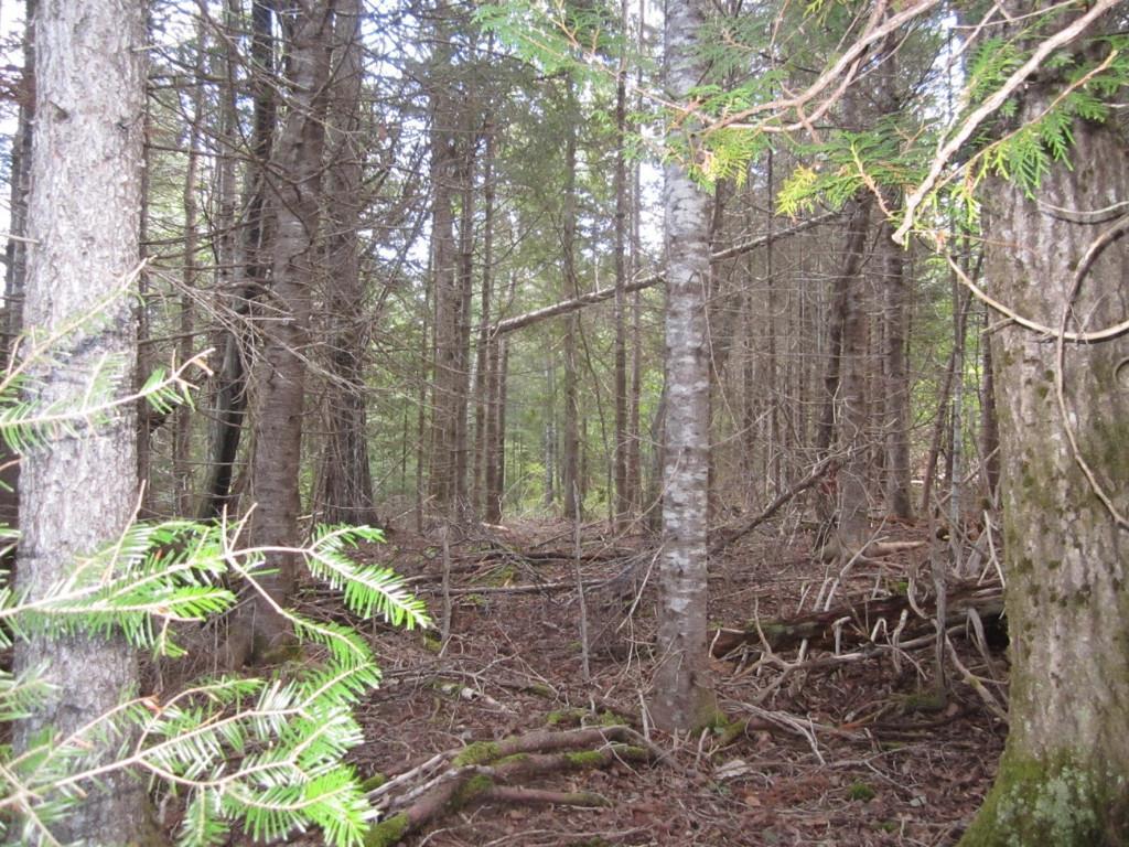 0 Golding Road Perry, ME 04667 - Photo 2 of 7 Lightly wooded with some good timber...