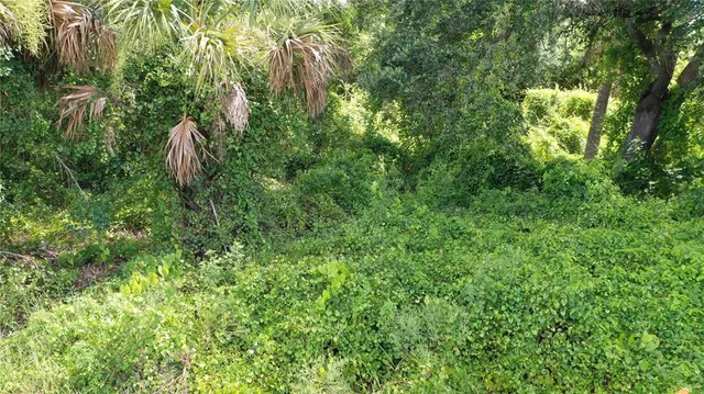 a view of a yard with plants and a trees