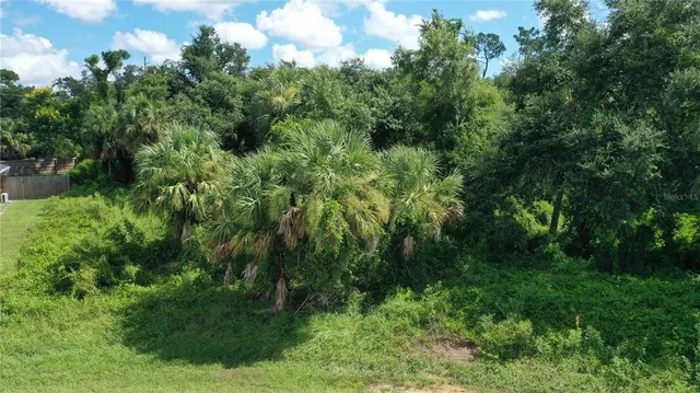 a view of a lush green forest