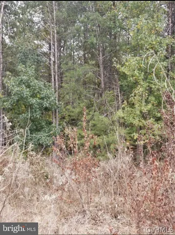 a view of a dry yard with trees