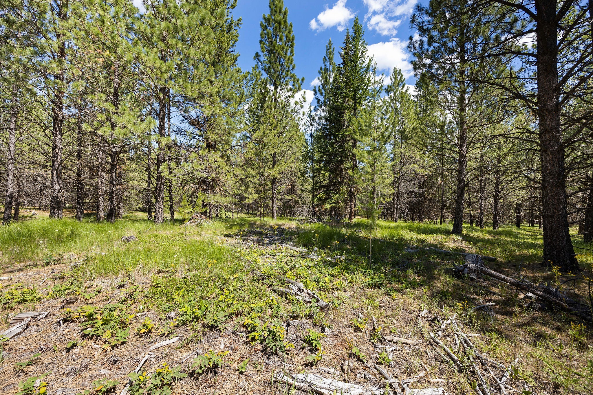 9295 Lost Prairie Road Marion, MT 59925 - Photo 7 of 24 Gallery Image 7