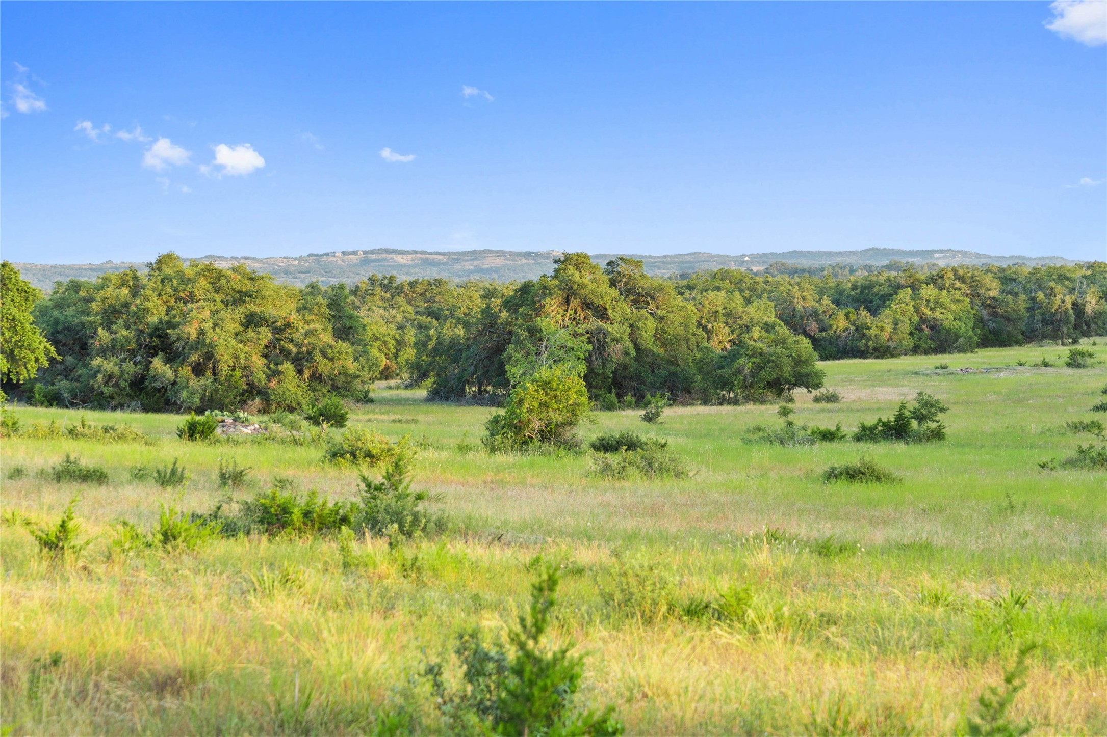 a view of a lush green forest with lots of trees