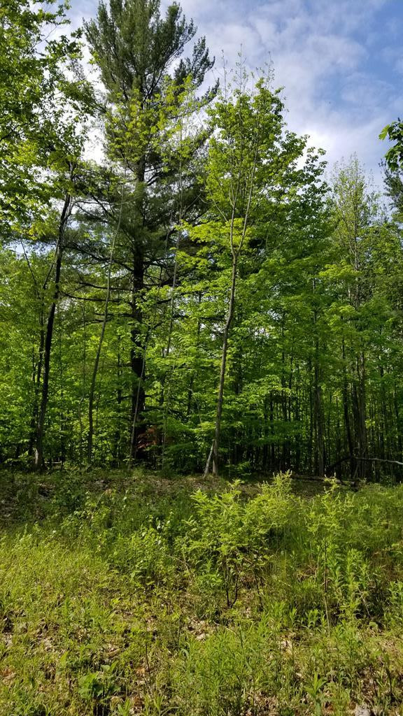 . Skerry Road North Bangor, NY 12966 - Photo 22 of 28 Gallery Image 22